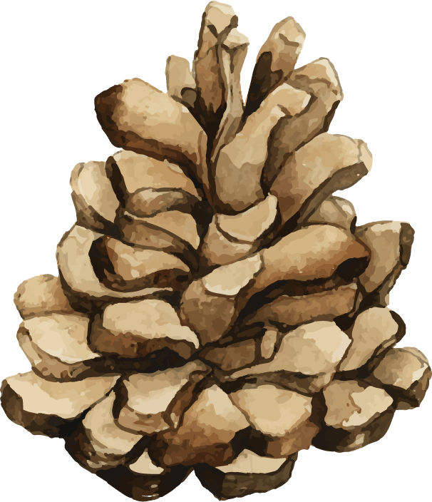 Pine Cone